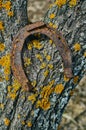 Old rusty horseshoe. Royalty Free Stock Photo